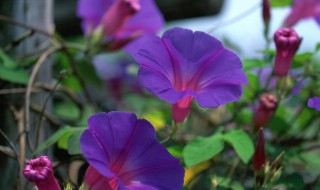 矮牵牛花种子播种方法（矮牵牛播种时间和方法）