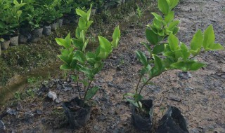 小树苗怎么种植 小树苗怎么种植图片