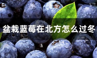 北方种植蓝莓怎么越冬（北方种植蓝莓会冻死吗）