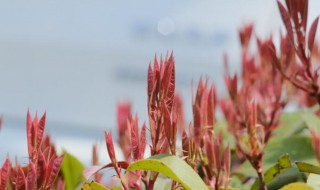 红叶石楠的扦插方法 红叶石楠的扦插方法视频