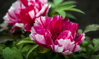 牡丹什么时间开花怎么开花 一天24小时花开放的顺序