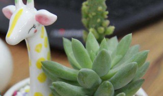 手工盆栽怎么做（手工盆栽怎么做花盆）