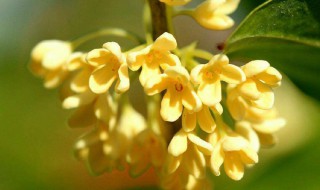 桂花开在什么季节（对花中桂花开在什么季节）