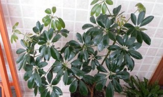 鸭掌木的养殖方法和注意事项（鸭掌木的养殖方法和注意事项及病虫害防治）