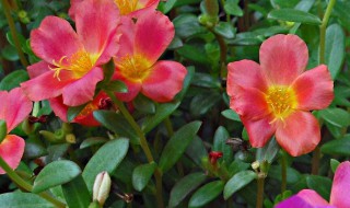 太阳花是多年生植物吗 太阳花多久开花