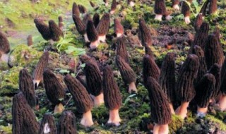 羊肚菌种植方法 羊肚菌种植技术羊肚菌种植方法