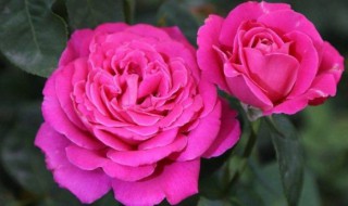 哪些花四季可种（哪些花四季可种植）