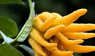 佛手花养殖方法（佛手花养殖方法视频）