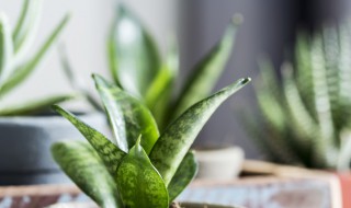 矮脚虎尾兰养殖方法（矮脚虎尾兰的养殖方法）