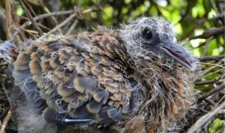 斑鸠养殖有什么方法（斑鸠养殖技术教程）