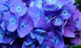 花卉绣球的养殖方法 花卉绣球的养殖方法视频