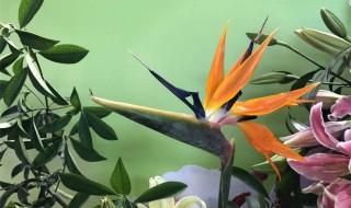 鹤望兰的养殖方法和注意事项 尼古拉鹤望兰的养殖方法和注意事项