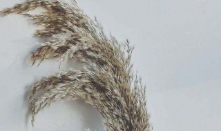 芦苇制作干花的方法 芦苇花干花制作流程