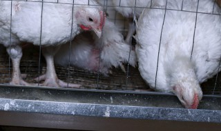 肉鸡饲料怎么做（肉鸡饲料怎么做的）