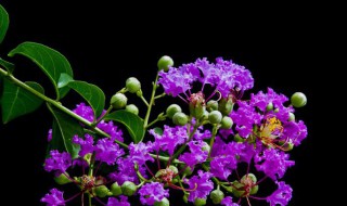 紫微嫁接时间和方法（紫薇嫁接技术有几种方法）