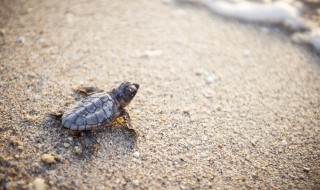陆龟养了怎么处理 养了陆龟不知道这么处理