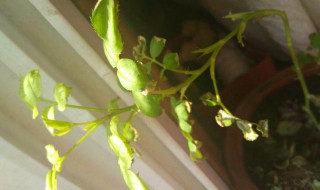 月季干枯叶修剪方法（月季干枯叶修剪方法图解）