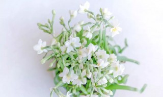 土培水仙花养殖方法（土培水仙花的养殖方法）