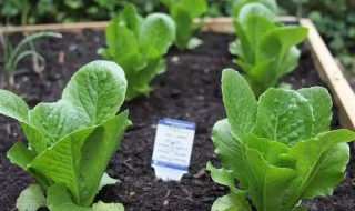 秋天都种什么菜好 秋天种什么菜好养活