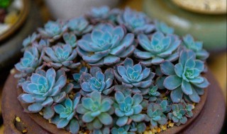 多肉打包的正确方法（多肉打包的正确方法图片）