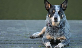 驱赶野狗的最佳方法 如何有效驱赶野狗