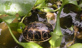 缅甸孔雀龟饲养方法 缅甸孔雀龟饲养方法图解