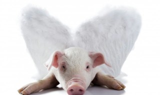 猪肥怎么处理干净 猪肥清洗