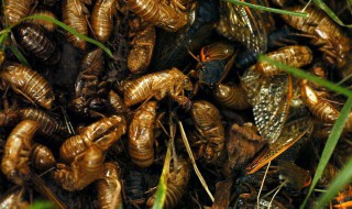 人工养殖蝉蛹的方法 人工养殖蝉蛹视频