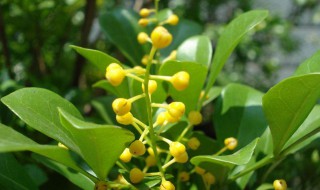 米兰花春季养护方法 米兰花的春季管理