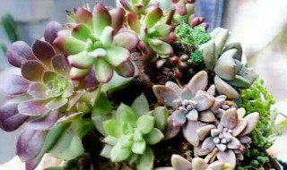 移栽多肉的正确方法（移栽多肉的正确方法图片）