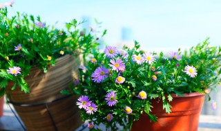 太阳花苗的养殖方法（太阳花苗的种植方法和注意事项）