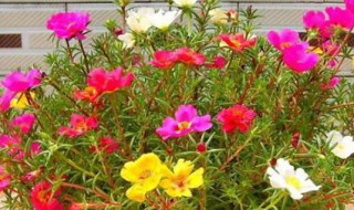 室内太阳花种植方法 室内太阳花种植方法视频