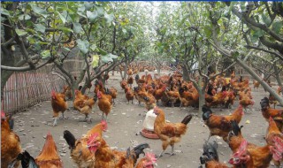 种鸡最好的养殖方法（种鸡最好的养殖方法视频）