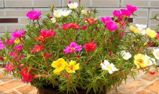 花长虫子怎么处理 花长虫子怎么处理好