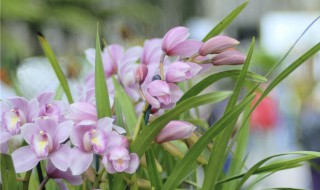 兰草换盆的正确方法（兰草换盆的正确方法图片）