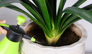 垂笑君子兰养护方法（垂笑君子兰是好品种吗）