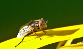 用什么方法去除果蝇 用什么方法去除果蝇最快