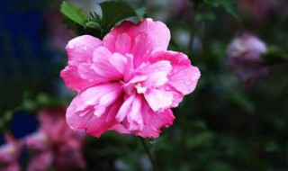 木槿花养护方法大全 木槿花的养护方法?