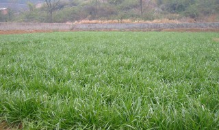 种植牧草的最佳方法 种植牧草的最佳方法视频