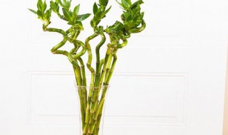 观音竹弯曲怎么处理（观音竹长歪了怎么办）