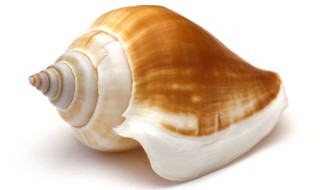 海螺壳发白怎么处理（海螺壳发白怎么处理干净）