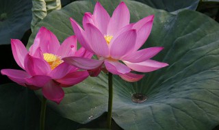 鱼塘水芙蓉怎么处理（鱼塘水芙蓉怎么清除）