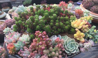 多肉砍枝后怎么处理 多肉砍下来的怎么扦插