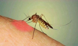 家里有蚊子怎么处理（家里有蚊子怎么处理好）