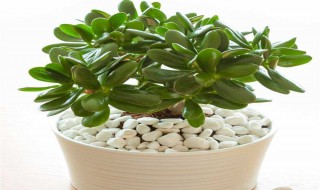 玉树的室内养殖方法（玉树的室内养殖方法有哪些）