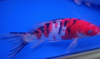 锦鲤死了怎么处理鱼缸 锦鲤死了还能活吗