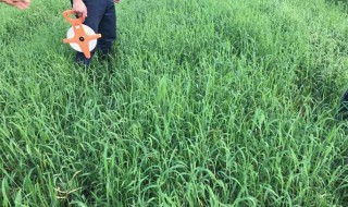 仓库除草最好的方法（仓库如何有效的除鼠）