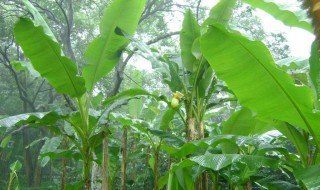 芭蕉树生病怎么处理 芭蕉树枯萎了怎么办