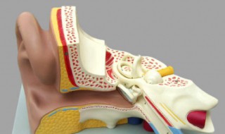 湿耳垢怎么自己处理 湿耳垢是什么意思