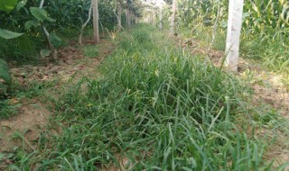 猕猴桃地杂草怎么处理（猕猴桃地杂草怎么处理视频）